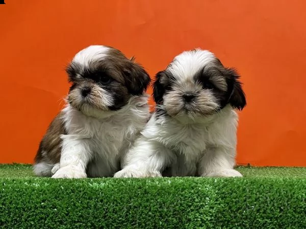 regalo cuccioli shih tzu whatsapp ( 0039 353 317 4023 ) | Foto 2