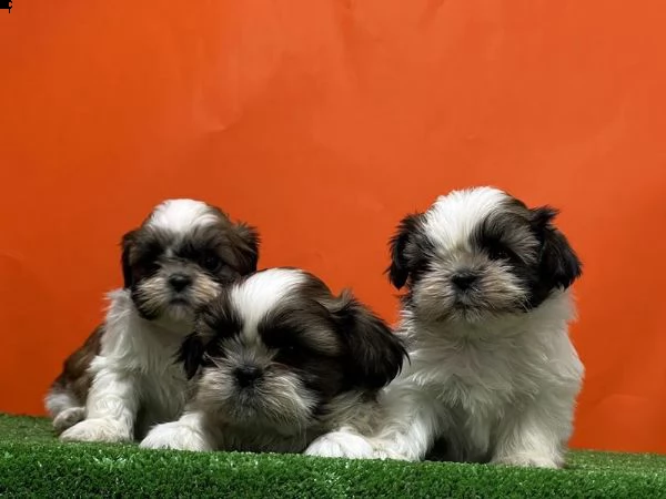 regalo cuccioli shih tzu whatsapp ( 0039 353 317 4023 ) | Foto 1