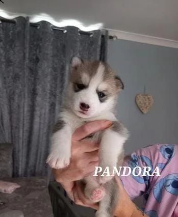 regala bellissimi cuccioli di husky whatsapp (0039 353 317 4023 ) | Foto 1