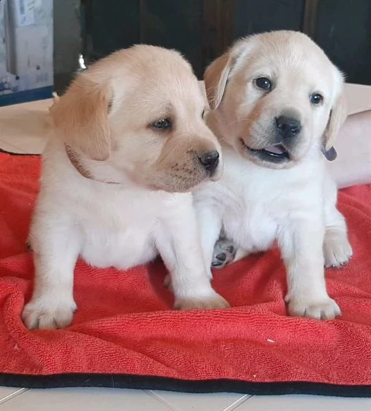 regalo cuccioli di labrador whatsapp ( 0039 353 317 4023 ) | Foto 2