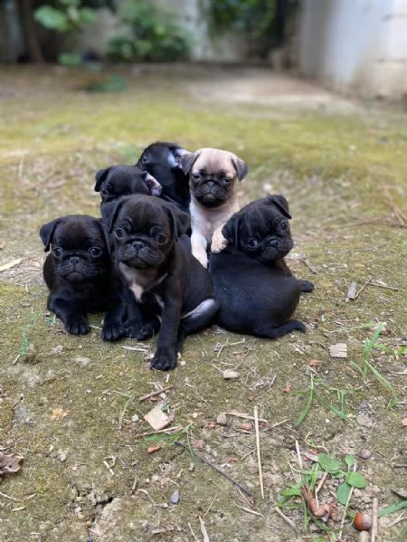 regalo simpatici cuccioli di carlino whatsapp ( 0039 353 317 4023 )