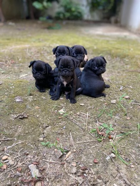 regalo simpatici cuccioli di carlino whatsapp ( 0039 353 317 4023 ) | Foto 0