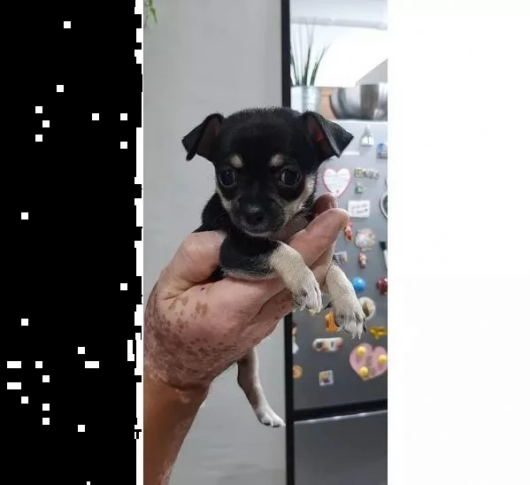 regalo simpatici cuccioli di chihuahua whatsapp ( 0039 353 317 4023 ) | Foto 1