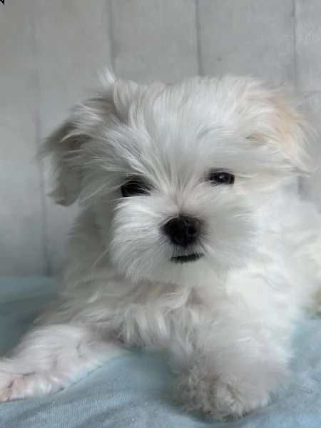 cuccioli di maltese toy