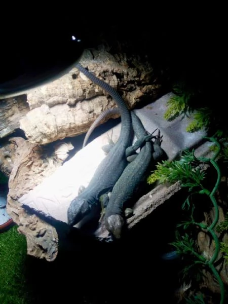 timone lepido in vendita | Foto 0