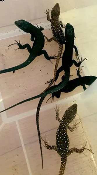 timone lepido in vendita