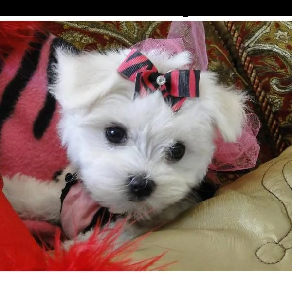 cuccioli di maltese !.
