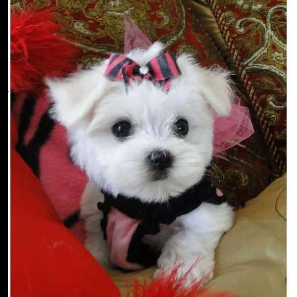 cuccioli di maltese ##