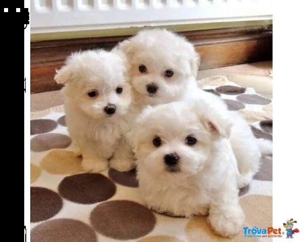 cuccioli di maltese !!!!