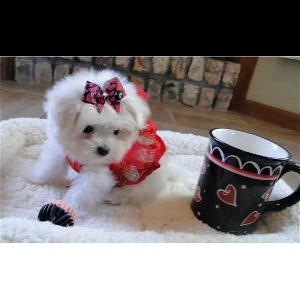 cuccioli di maltese #!#
