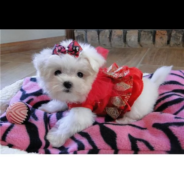 cuccioli di maltese #!# | Foto 0