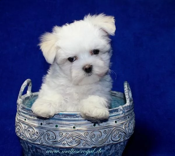cuccioli di maltese 