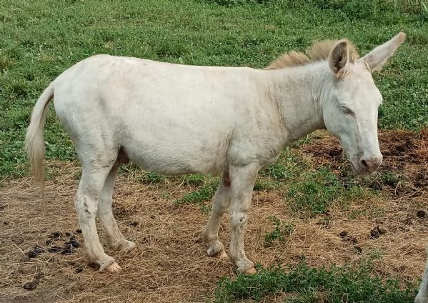 Asino puro dell'Asinara, asina baia oppure coppia