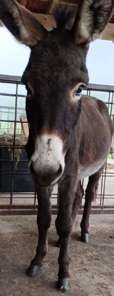 Asino puro dell'Asinara, asina baia oppure coppia | Foto 0