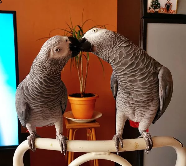 coppia di pappagalli grigi africani parlanti !#,