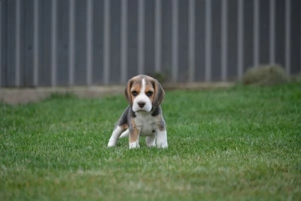 disponibili incredibile cuccioli di beagle con pedigree