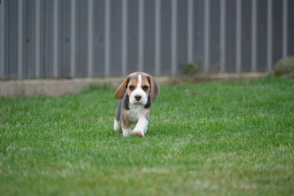 disponibili incredibile cuccioli di beagle con pedigree | Foto 1