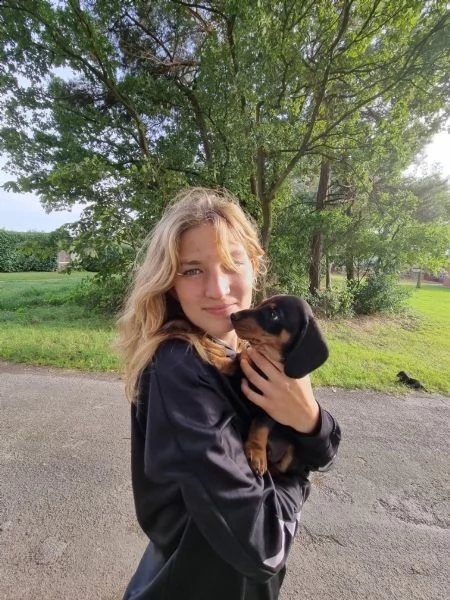 cuccioli dachship in miniatura (razza pura) | Foto 1