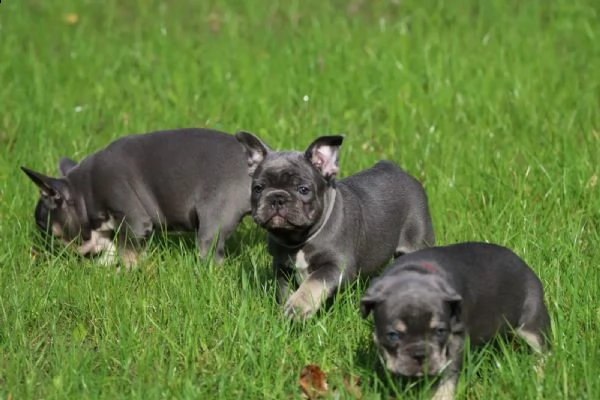 cuccioli di bulldog francese pronti per partire con pedigree.. | Foto 1
