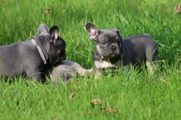 cuccioli di bulldog francese pronti per partire con pedigree..