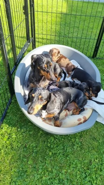 cuccioli di bassotto tedesco maschi e femmine con documenti.