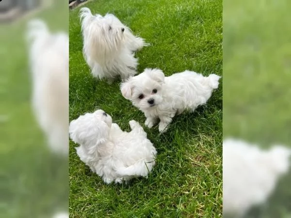cuccioli di maltese taglia piccola | Foto 1