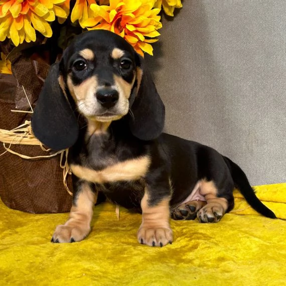 regalo adorabili cuccioli bassotto femminucce e maschietti disponibili gratuita i cuccioli sono vacc