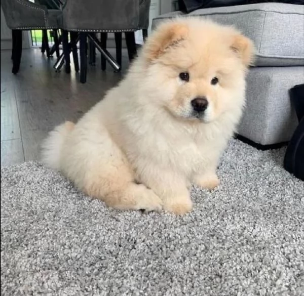 adorabili cuccioli di chow chow femminucce e maschietti disponibili per l'adozione gratuita i cuccio