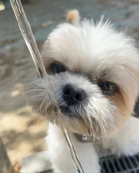 regalo bellissimi cuccioli allevati shih-tzu, colore bianco e nero. due e una feminuccia maschietti.