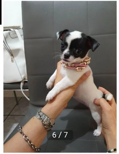 regalo cuccioli di chihuahua whatsapp ( 0039 353 317 4023 ) | Foto 0