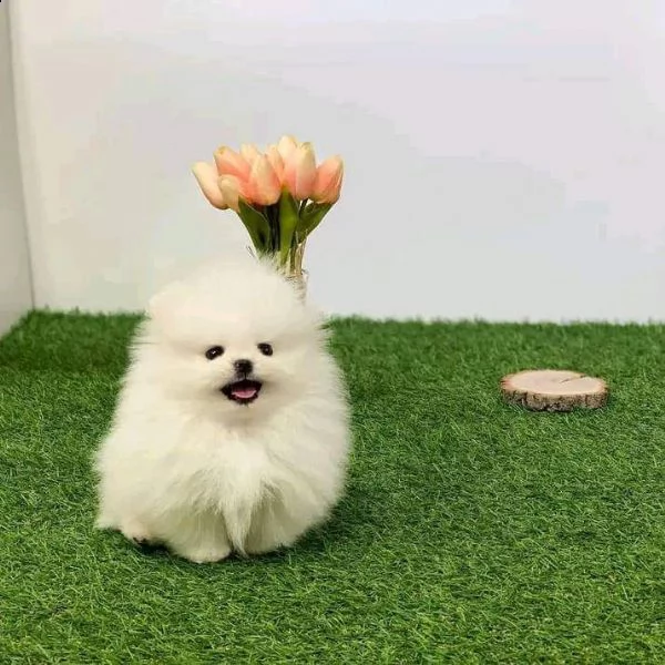 cucciolo di pomerania bianco di inestimabile valore per adozione