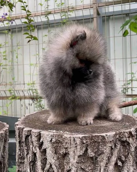 cucciolo di pomerania bianco di inestimabile valore per adozione