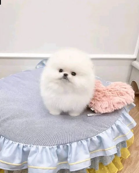 cucciolo di pomerania bianco di inestimabile valore per adozione