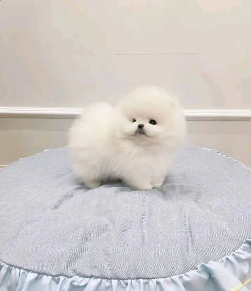 cucciolo di pomerania bianco di inestimabile valore per adozione