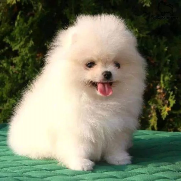 cucciolo di pomerania bianco di inestimabile valore per adozione