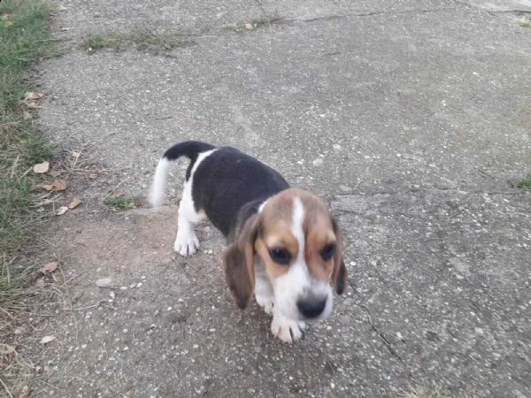 beagle cuccioli in vendita | Foto 5