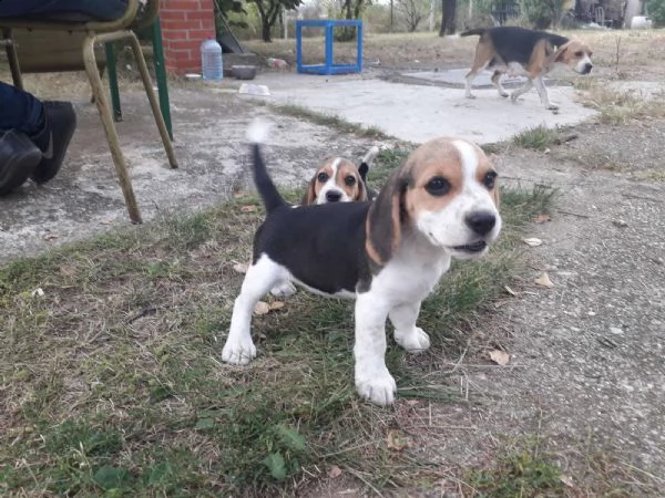beagle cuccioli in vendita | Foto 4