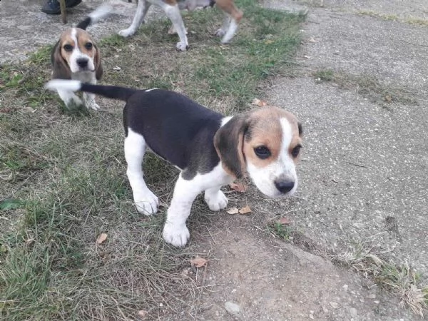 beagle cuccioli in vendita | Foto 2