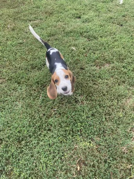 beagle cuccioli in vendita