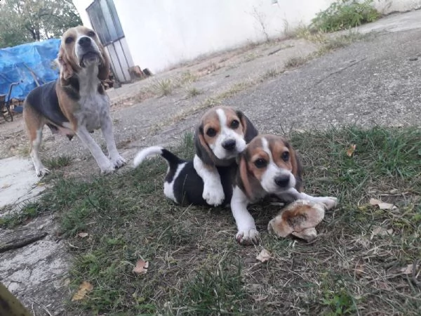 beagle cuccioli in vendita | Foto 1