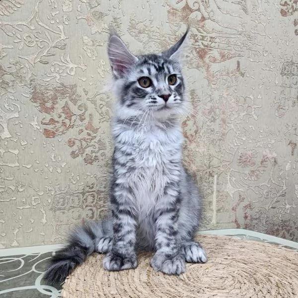 bellissimi gattini maine coon