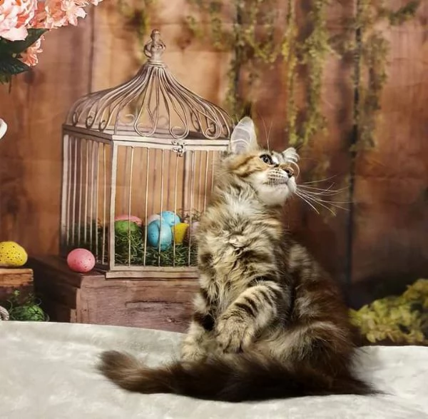 bellissimi gattini maine coon
