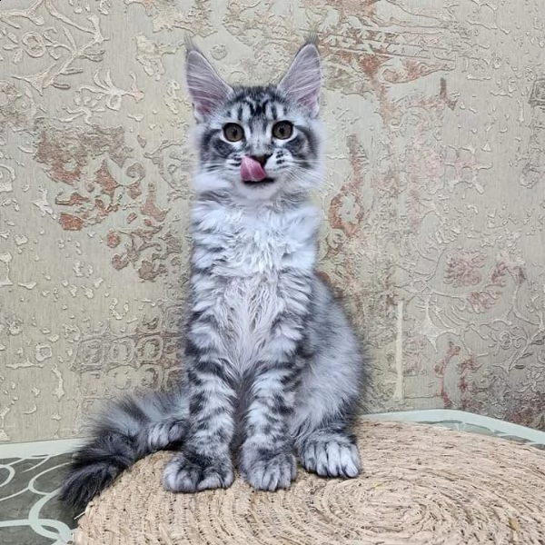 bellissimi gattini maine coon