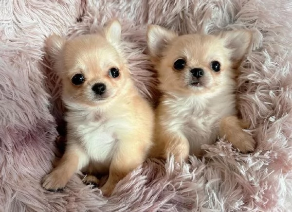 cuccioli di chihuahua in adozione