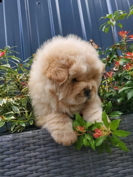 i cuccioli di chow chow stanno ancora cercando la loro nuova amorevole famiglia | Foto 2