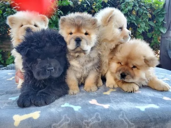 i cuccioli di chow chow stanno ancora cercando la loro nuova amorevole famiglia | Foto 1