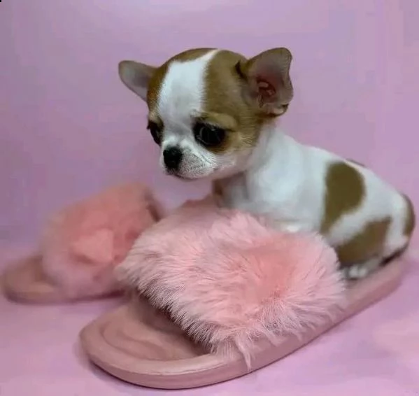 giocoso teacup chihuahua  cuccioli per adozione urgente maschio e femmina (omaggio) ho due cuccioli  | Foto 2