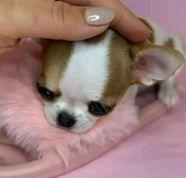 giocoso teacup chihuahua  cuccioli per adozione urgente maschio e femmina (omaggio) ho due cuccioli  | Foto 0