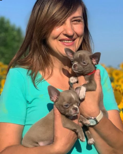 giocoso teacup chihuahua  cuccioli per adozione urgente maschio e femmina (omaggio) ho due cuccioli 