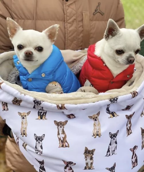 bellissimi cuccioli di chihuahua a pelo corto cercano una nuova famiglia adorabile e premurosa abbia
